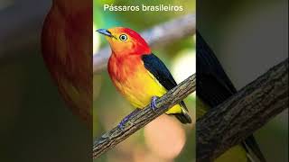 UIRAPURU LARANJAfyp passarosbrasileiros brazilianbirds nature CapCut [upl. by Gonyea]