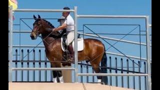 NARANJO 2020  PRE Andalusian Gelding  April 2024 video [upl. by Filmore]