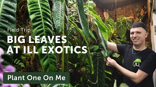 ILL EXOTICS Philadelphia Plant Shop TOUR — Ep 270 [upl. by Riatsila]