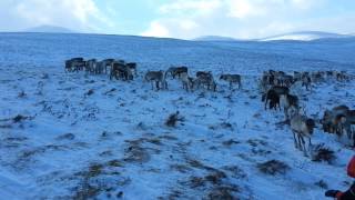 The Cairngorm Reindeer Aviemore [upl. by Sherlocke]