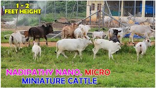 Nadipathy micro amp mini Cattle  1 To 2 Feet Height  youtube animals cow youtubeshorts yt [upl. by Goulette893]