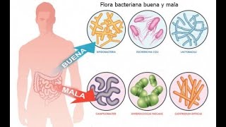 Flora Microbiana del Ser Humano Clase de Microbiologia [upl. by Bremer298]