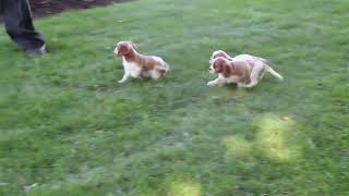 Cavalier King Charles Spaniel Puppies For Sale [upl. by Nodnek]