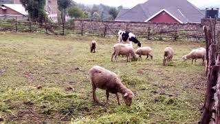 At kengenes merchant family farm in Molosheep breeding at work [upl. by Yhtamit]