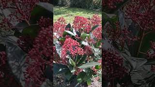 plantas Pieris Japonica [upl. by Vallie]