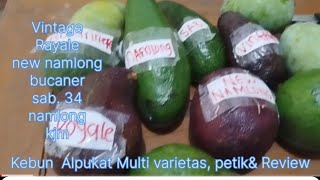 Kebun Alpukat Multi Varietas Hasil Petik Dan Review Part2Alpukat Premium [upl. by Ecnarretal]