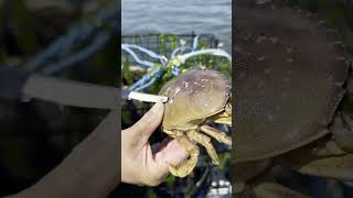 Removing Barnacles from Mrs Crab crabbing oregon dungenesscrab [upl. by Toomin445]