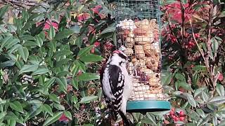 Downy Woodpecker World [upl. by Ahsimac]