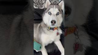 My husky was so grumpy today huskies huskylife grumpydog sillydog cutedogs doglove dogshorts [upl. by Knorring690]