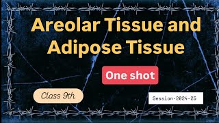 Class 9  Chapter 2 Tissue  Areolar tissue and Adipose tissue explanation in detail [upl. by Kuo975]