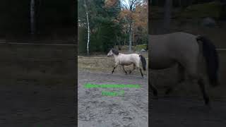 Fortfarande gasig i magen 🦄 motioneramera zayatsthebasjkir sweden horseshorts horse hästar 🫶 [upl. by Donata958]