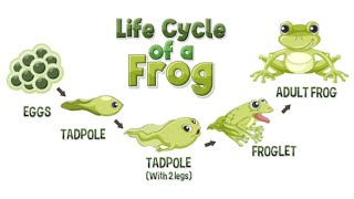 Frogtastic Adventures From Egg to Frogquot LIFECYCLE OF A FROG [upl. by Viviane]