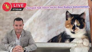 Songül hat noch nicht ihre Babys bekommen [upl. by Sands]