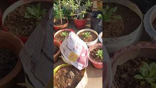 new plants care tipsgardenplants youtubeshorts nature flowergarden [upl. by Korwin]