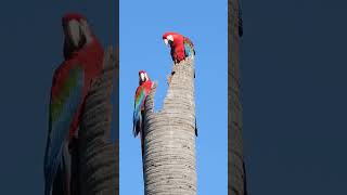 Canto de Pássaros  ARARAVERMELHA  Redandgreen Macaw birds cantodepassaros [upl. by Okomom]