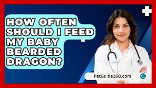 How Often Should I Feed My Baby Bearded Dragon  PetGuide360com [upl. by Anahc]