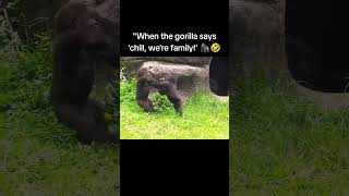 quotWhen the gorilla says chill were family 🦍😂Who’s ready to see some epic zoo dramaFamilyFightquot [upl. by Bond711]