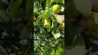 Pears picking pear peartree trending satisfying [upl. by Asi704]