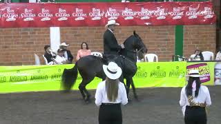 REINA DE HACIENDA HEISSEN GRAN CAMPEONA PASO FINO COLOMBIANO MANZANARES GRADO B 2024 [upl. by Millur547]