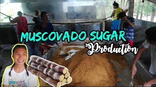 How is Muscovado Sugar being processed  Patnoñgon Antique [upl. by Inoek849]