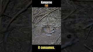 Kangaroo Rat Amazing Facts and Adaptations of the Deserts Unique Rodent [upl. by Clardy]