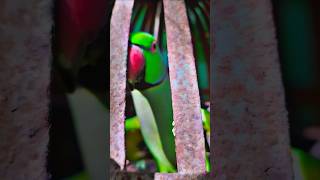 parrot 🦜🦜🦜whatsappstatus shortvideoshortsnewtrendingreelsviralvideoviralvlogshighlights [upl. by Ihdin850]