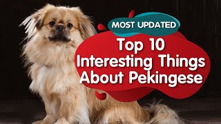 Top 10 Interesting Facts about Pekingese MOST UPDATED [upl. by Yelyah17]