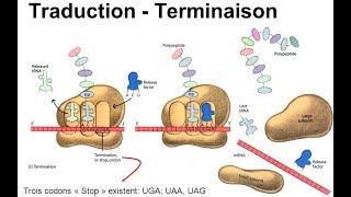 هآآم جدا Traduction terminaison [upl. by Letnuahs]