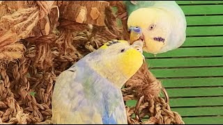 budgie sounds for relaxation [upl. by Gratianna590]