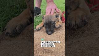 Puppy training dog belgianmalinoisdog dogtraining puppy belgiummalinois puppymalinois k9 [upl. by Verneuil]