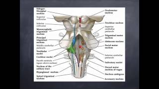 Neuroanatomia 3  Ponte [upl. by Richelle]