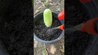 How to Growing sweet cucumbers gardening nature garden shortvideo subscribe shorts short [upl. by Nerin661]