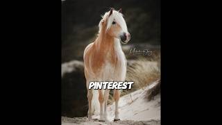 Google Vs PinterestHaflinger edition idAngelhh EmmySaezv1t ￼ [upl. by Iahcedrom]