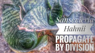 Sansevieria Hahnii  How To Propagate Snakeplant [upl. by Spearing372]