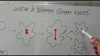 Binary Fission in Amoeba In Hindi अमीबा में द्विविखंडन [upl. by Javier]