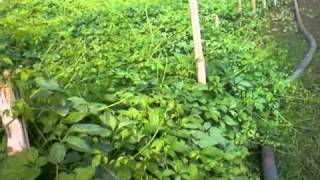 Jiaogulan in vietnam  internationalHerbFarm CoLtd [upl. by Ayar]