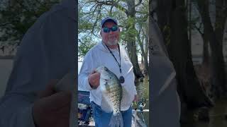 Reelfoot Lake Crappie Fishing in the Cypress Trees fishing crappie bigcrappie fish outdoors [upl. by Hughie]