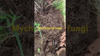 Mycorrhizal fungi  soil health indicator [upl. by Hahsi]