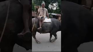 Satisfying Video Grandpa Riding On Own Vehicle 🐃🐃🐃 🚜 [upl. by Zoeller]