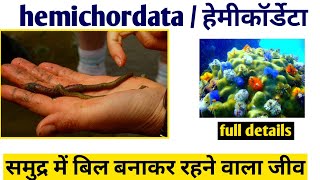 Phylum hemichordata in hindi फाइलम हेमिकॉर्डेटा phylum hemichordata class 11 biology [upl. by Kristine]