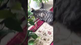 Cats Chewing On All My Plants and Wires [upl. by Seraphine]