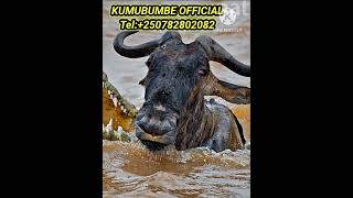 🛑 WATCH THIS GREATER ESCAPE OF WILDEBEEST TO THE CROCODILE africonwildline [upl. by Scrivenor]