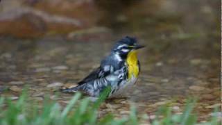 20110425 Yellowthroated Warbler [upl. by Ileane]