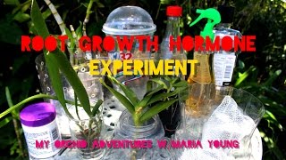 ROOTING HORMONE EXPERIMENT  Possible New Method for Growing Roots [upl. by Ameerak725]