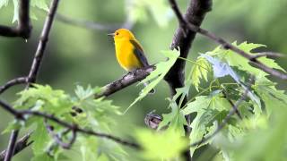 Prothonotary Warbler song [upl. by Nivets66]