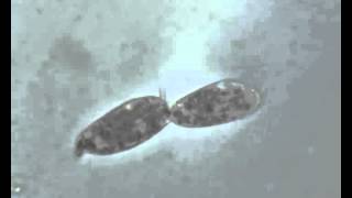 Paramecium in scissione [upl. by Alac]