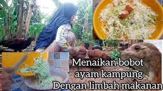 DAILY VLOG IRT DESA  ternak ayam kampung tanpa mengekuarkan biaya untuk beli pakan [upl. by Frohman]