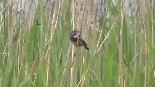 Blauwborst Naardermeer [upl. by Beata195]