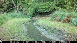 Bobcat kitten calling out for others trailing behind [upl. by Yelekalb]