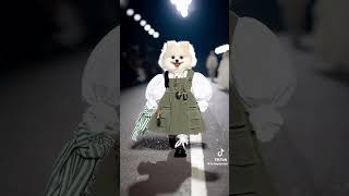 Fashion show Winter 2024 mo dèn Bun quý sờ tộc cute pets [upl. by Ragan]